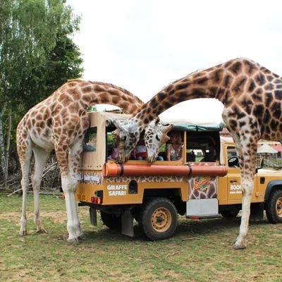 Chessington World of Adventures Resort